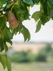Pear tree with fruit in summer day.