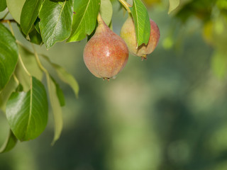 Pear tree with fruits in summer day.