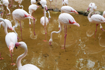 Flamingoes Standing in a Shallow Water Pond