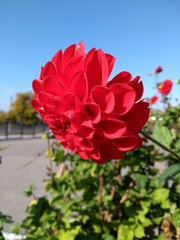red flowers in the garden