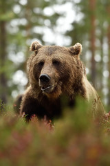 Adult male brown bear portrait in forest