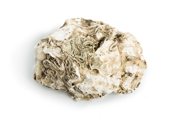 Sea shell isolated on a white background.