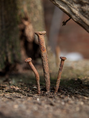 Three old rusty nails on wheathered wooden bark