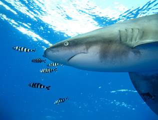 Naklejka premium Underwater world in deep water in coral reef flora in blue world marine wildlife, travel nature beauty exploration in diving trip,adventures recreation dive. Fish, corals, shark, monsters