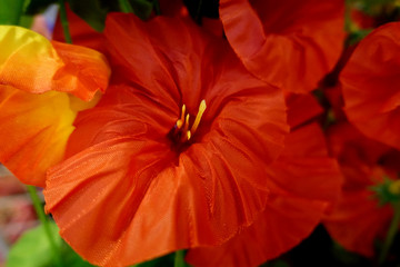 Beautiful flowers as background