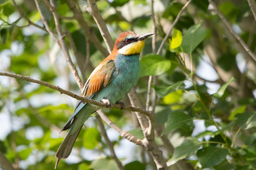 Arıkuşu » European Bee-eater » Merops apiaster