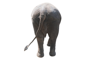 Fototapeta premium Elephant walking isolated on white, rear view