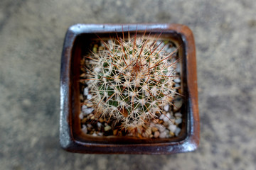 Tropical Flower Cactus Plant