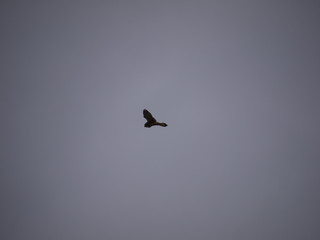bird in flight