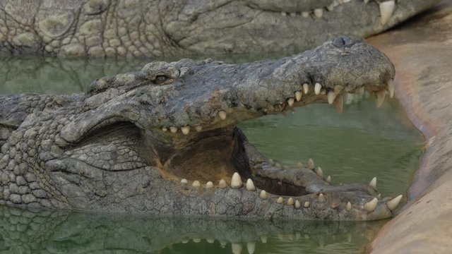 Close-up shot of crocodile lying in water with jaws open to cool itself