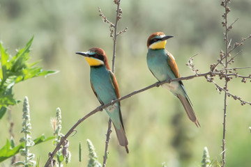 Arıkuşu » European Bee-eater » Merops apiaster