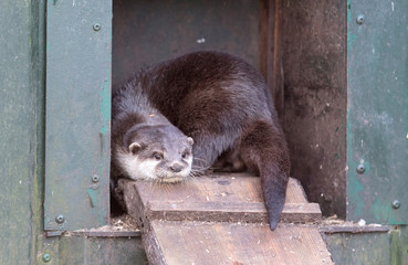 Otter is leaving it's nest