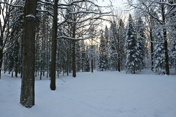 Winter forest in the North of Russia
