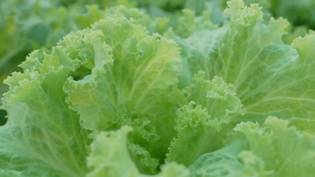 Close up Crunchy Fresh Lollo Bionda Coral Lettuce