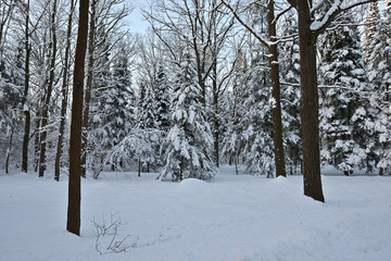 Winter forest in the North of Russia