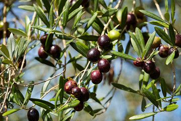 Olive tree