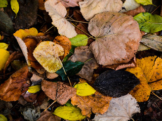 Colorful background made of fallen autumn leaves