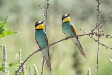 Arıkuşu » European Bee-eater » Merops apiaster