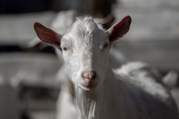 Beautiful white goat poses for a photo on a sunny day