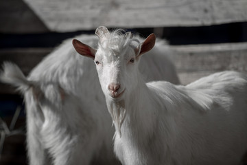 Beautiful white goat poses for a photo on a sunny day