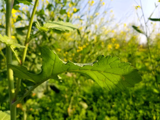 Mustard Leaf in Mustard Field