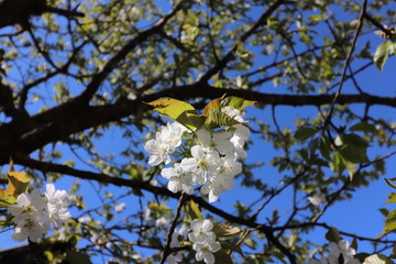 Blooming mirabelle plum tree