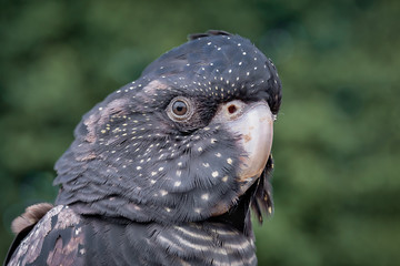 A very close portrait of a red tailed black cockatoo. It is looking left against a green background...