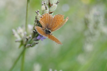 Papillon