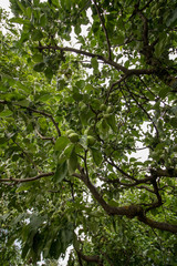 apple tree from below
