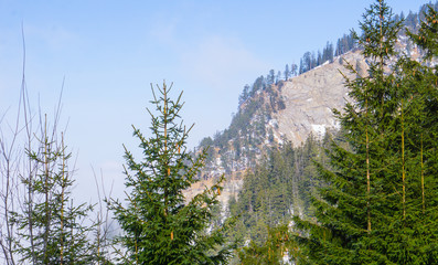 Tannen vor Berg Hoher Fricken Alpen