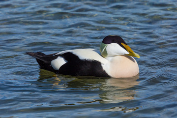 Fototapeta premium detailed portrait male eider duck (somateria mollissima), blue water