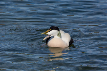 one swimming male eider duck (somateria mollissima), open beak