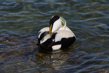 male eider duck (somateria mollissima), grooming in water