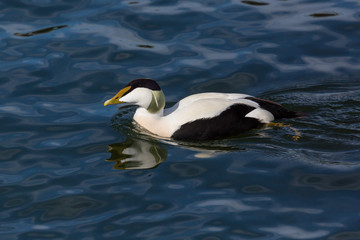 mirrored swimming male eider duck (somateria mollissima), blue water