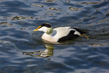 side view mirrored male eider duck (somateria mollissima) in water