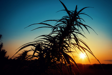 Sunset Cannabis Plant Silhouette