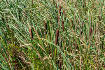 cattail vegetation closeup