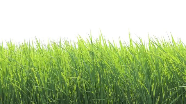 green plant blowing on the wind on white background