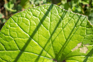 Green Leaf Background with Plants Shadows