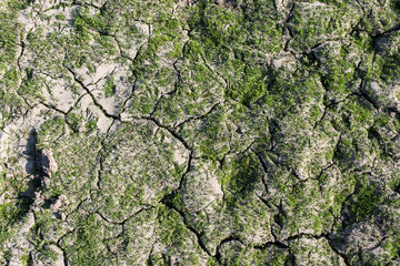 Dry Ground Top View