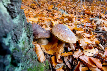 Borowik szlachetny (Boletus edulis Bull.) należy do pięknych grzybów jadalnych