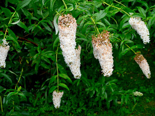 Białe kwiatostany budlei Dawida (Buddleja davidii) © JDziedzic