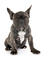 puppy french bulldog