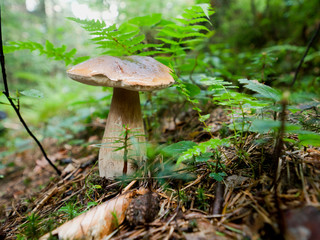 Koźlarz czerwony (Leccinum aurantiacum  Gray)  należy do pięknych grzybów jadalnych