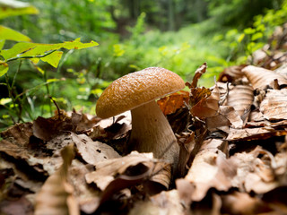 Koźlarz czerwony (Leccinum aurantiacum  Gray)  należy do pięknych grzybów jadalnych