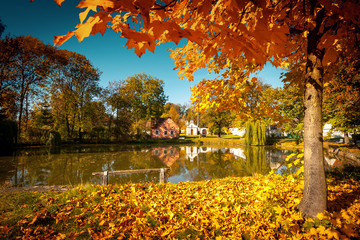Obraz premium Autumn Park in Village with Lake and Maple Tree with Fallen Leaves