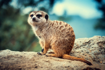 Fototapeta premium Meerkat Animal Sitting on Stone. Suricata Suricatta Portrait.