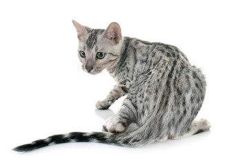 bengal kitten in studio