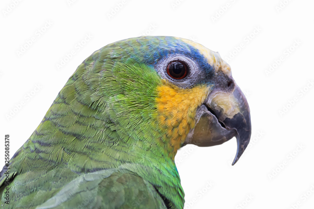 Poster a close up portrait or a orange winged amazon parrot looking right and isolated on a white backgroun