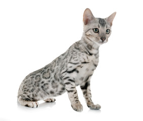 bengal kitten in studio